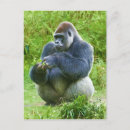 Pesquisar por primatas cartoes postais Natureza