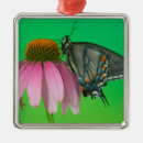 Pesquisar por da borboleta ornamentos Laranja
