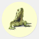 Pesquisar por iguanas verdes adesivos Selvagem