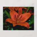 Pesquisar por blusas cartoes postais Flor
