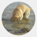 Pesquisar por labrador adesivos Retriever