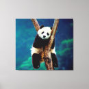 Pesquisar por urso panda impressão de canvas Vida selvagem