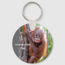 Pesquisar por orangotango chaveiros Animais selvagens