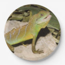 Pesquisar por lagarto dragão chinês Réptil