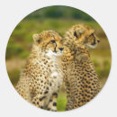 Pesquisar por wildlife adesivos Mamífero