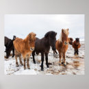 Pesquisar por cavalo islandês pósteres pôsteres Neve