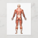 Pesquisar por músculos humanos cartoes postais Anatomia humana