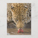 Pesquisar por kruger cartoes postais Natureza