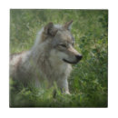 Pesquisar por lobos Filhote