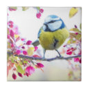 Pesquisar por pássaro decorativo azulejos Design
