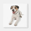 Pesquisar por filhotes de cachorro imas Doggy