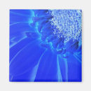 Pesquisar por gerberas imas Azul