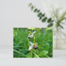 Pesquisar por orquídeas cartoes postais Verde