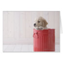 Pesquisar por golden retriever cartoes postais Animal