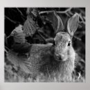 Pesquisar por coelho preto e branco pôsteres Bonito