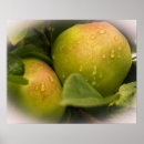 Pesquisar por maçã pósteres pôsteres Fruta
