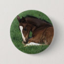 Pesquisar por warmbloods Foto