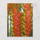 Pesquisar por heliconia cartoes postais Flor