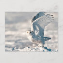 Pesquisar por bernard cartoes postais Neve