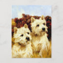 Pesquisar por cão westie cartoes postais Westies