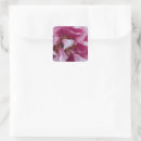 Pesquisar por selo cor de rosa da flor Flores