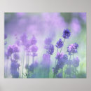 Pesquisar por lavanda pôsteres Roxo