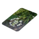 Pesquisar por foto da natureza imas Jardim