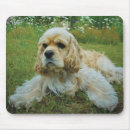 Pesquisar por americano cocker spaniel Animais