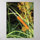 Pesquisar por cattails Rio