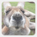 Pesquisar por canguru adesivos Austrália