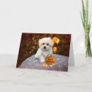 Pesquisar por cartão do cão maltês cartoes Halloween