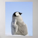 Pesquisar por pinguim pôsteres Animais