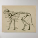 Pesquisar por da anatomia do gato pósteres pôsteres Crânio