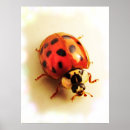Pesquisar por ladybug pósteres pôsteres Coccinellidae