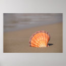 Pesquisar por scallop pôsteres Oceano