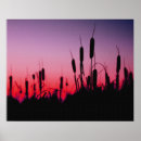 Pesquisar por cattails Pantanais
