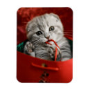 Pesquisar por dobra imas Gato