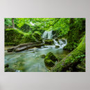 Pesquisar por harmônica pôsteres Floresta