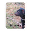 Pesquisar por ela diabo Demônio da tasmania