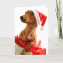 Pesquisar por dachshund natal cartoes Animal