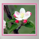 Pesquisar por flor da maçã Qualquer pessoa
