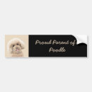 Pesquisar por cão de brinquedo Poodle