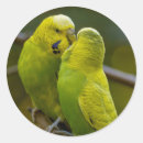 Pesquisar por pássaro amarelo adesivos Qualquer pessoa