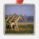 Pesquisar por africa ornamentos Girafa