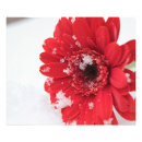 Pesquisar por gerberas artes pôsteres Vermelho