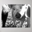 Pesquisar por leitão pósteres pôsteres Animal