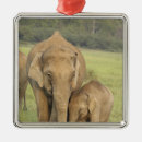 Pesquisar por elefante indiano ornamentos Índia