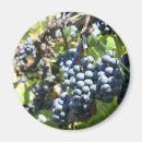 Pesquisar por vinhedo imas Uva