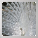 Pesquisar por pavão pósteres pôsteres Foto do pavão