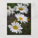 Pesquisar por fila cartoes postais Flores